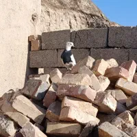 مجسمه طوقی|مجسمه، تندیس، ماکت|زابل, |دیوار