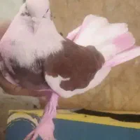 کفتر شازده.پرشتی عتیقه|پرنده|ملایر, |دیوار