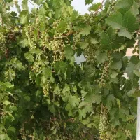 باغ و مزرعه کهک سیرو