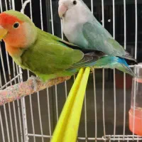 کوتوله برزیلی