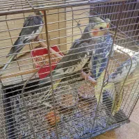 فروش ۲جفت عروس هلندی|پرنده|یاسوج, |دیوار