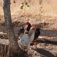 بچه خروس  ۲۰عدد ۴۵۰ تومان فروش فوری