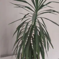 گل طبیعی بزرگ