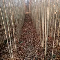 نهال خاص|خدمات باغبانی و درختکاری|فیروزآباد (لرستان), |دیوار