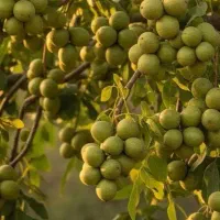 کود ارگانیک مخصوص افزایش محصول و رشد سریع