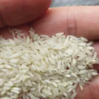 سرلاشه هاشمی درجه یک 190 قلوه برنج 140 نیمدانه 140