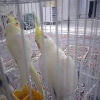 عروس هلندی وکوتوله دستی وسخنگو