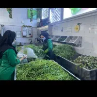 کار در کارگاه سبزی آماده