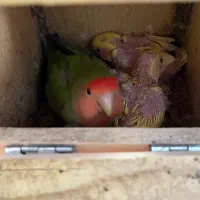 جوجه سرلاکی کوتوله ی برزیلی|پرنده|رشت, رودباری|دیوار