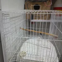 لوازم پرورش عروس هلندی|لوازم جانبی حیوانات|گنبد کاووس, |دیوار