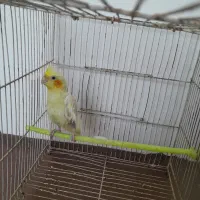 عروس هلندی نر|پرنده|مشهد, رده|دیوار