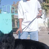 سگ ژرمن بلک سگ نگهبان و گارد|سگ|مشهد, سجاد شهر|دیوار