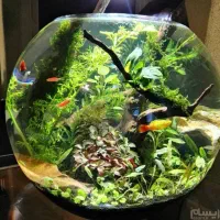 تنگ ماهی بزرگ