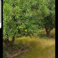 باغ بادرختان باربده بادام بافنس محدوده پل زمانخان|فروش دفتر صنعتی، کشاورزی، تجاری|شهرکرد, |دیوار