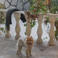 سگ پامر|سگ|فامنین, |دیوار