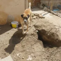 سگ نگهبان