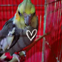 چهار عدد عروس هلندی سخنگو نرو ماده قیمت توافقی|پرنده|سراب, |دیوار