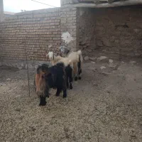 فروش 3راس بز جوان ابست