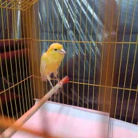 قناری ماده آماده