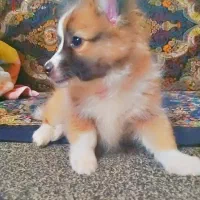 سگ پامرروباهی ب رنگ سفیدوکاراملی|سگ|برازجان, |دیوار