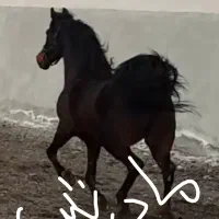 مادیان کرد|اسب و تجهیزات اسبسواری|خدا آفرین, |دیوار