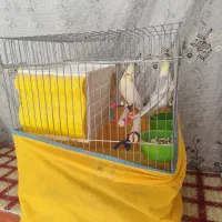 فروش یک جفت عروس هلندی|پرنده|کوار, |دیوار