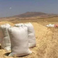 کاه کنباین
