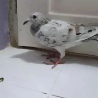 هفرنگ خطی