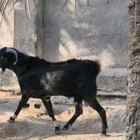 کهره نری|حیوانات مزرعه|درگهان, |دیوار