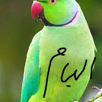 طوطی ملنگو سخنگو