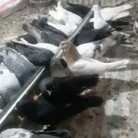 کبوتر|پرنده|خسروشاه, |دیوار