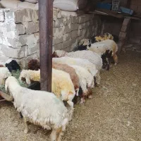 16عدد بره سالم بفروش میرسد چاق