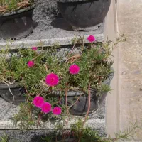 گل وگیاه طبیعی قیمت مناسب|گل و گیاه طبیعی|برازجان, |دیوار