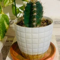 استند و گل ها فروشی|گل و گیاه طبیعی|فیروزآباد (فارس), |دیوار