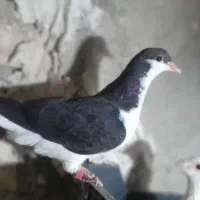 پرند کفتر|پرنده|گلبهار, بیزکی|دیوار