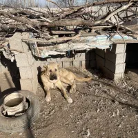 سگ سرابی ازنسل بزسرخاب|سگ|مشگین شهر, |دیوار