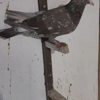 سار شکلاتی|پرنده|دلند, |دیوار