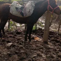 اسب باری|اسب و تجهیزات اسب‌سواری|آستانه اشرفیه, |دیوار