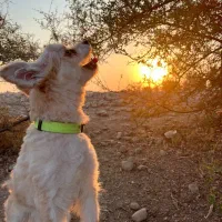 واگذاری|سگ|بهبهان, |دیوار