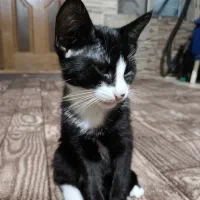 واگذاری گربه dsh