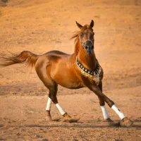 سیلمی عرب مصری جهت کشش