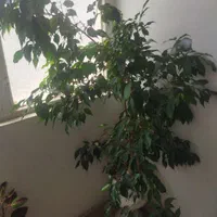 درخت بنجامین|گل و گیاه طبیعی|تهران, مجیدیه|دیوار