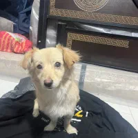 سگ پیدا شده