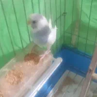 مرغ عشق ماده