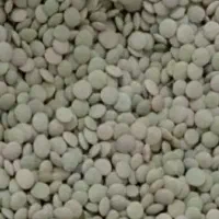 عدس ریز محلی زود پز بوجاری شده کیلویی ب قیمت عمده