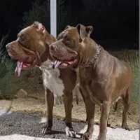 سگ پیتبول بمب|سگ|شیراز, میانرود|دیوار