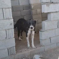 سگ های. نگهبان. واگذاری دهن پاک. به شرط|سگ|جوادآباد, |دیوار