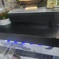 آکواریوم|ماهی|ری, دیلمان|دیوار