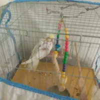 جوجه عروس هلندی