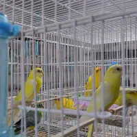 عروس.فنچ.مرغ عشق. رزیلا.طوطی|پرنده|بندرعباس, |دیوار